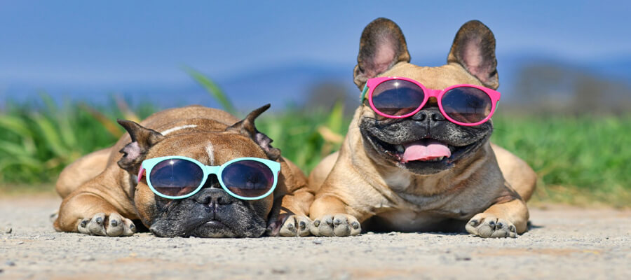 How to Protect Your Dog from Hot Pavement in the Summer